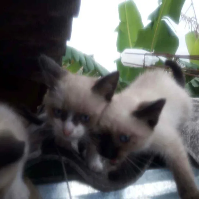Gato ra a  idade Abaixo de 2 meses nome 1,2,3,4,5