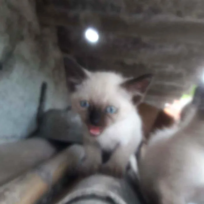Gato ra a  idade Abaixo de 2 meses nome 1,2,3,4,5