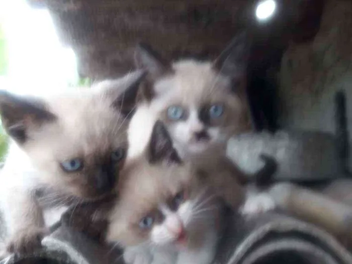 Gato ra a  idade Abaixo de 2 meses nome 1,2,3,4,5