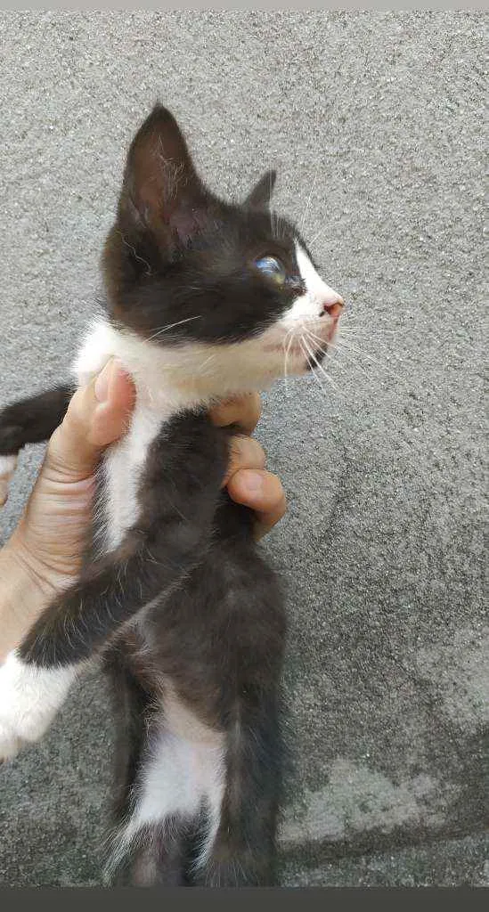 Gato ra a Não sei idade Abaixo de 2 meses nome Sem nome
