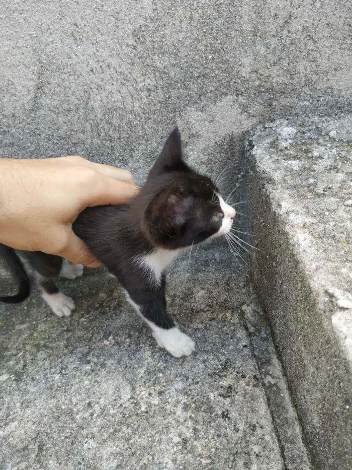 Gato ra a Não sei idade Abaixo de 2 meses nome Sem nome