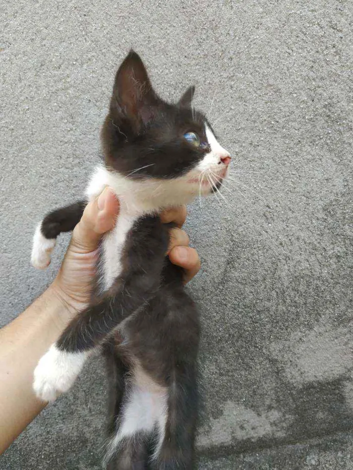 Gato ra a Não sei idade Abaixo de 2 meses nome Sem nome