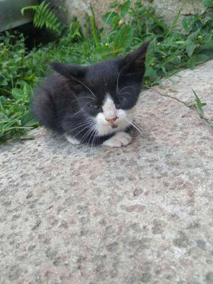 Gato ra a Não sei idade Abaixo de 2 meses nome Sem nome