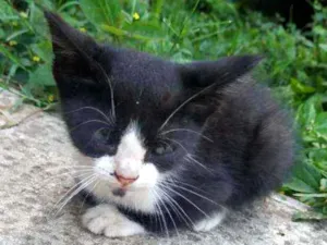 Gato raça Não sei idade Abaixo de 2 meses nome Sem nome