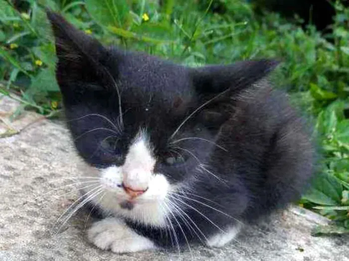 Gato ra a Não sei idade Abaixo de 2 meses nome Sem nome