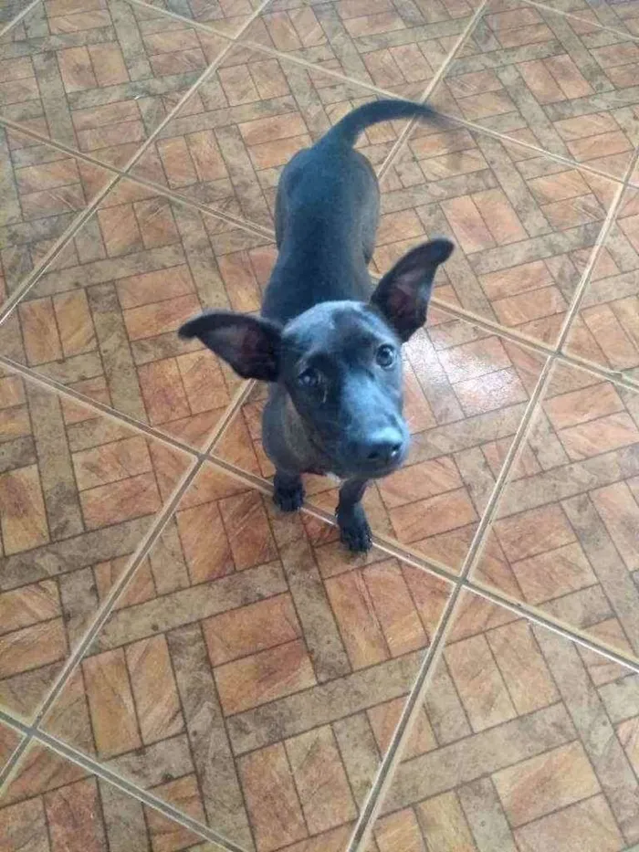 Cachorro raça  idade  nome Chica