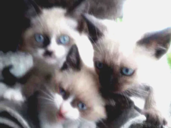 Gato ra a  idade Abaixo de 2 meses nome 1,2,3,4,5