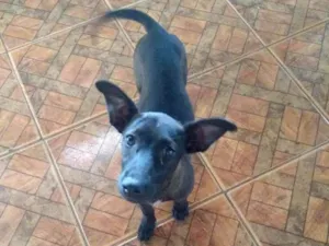 Cachorro raça  idade  nome Chica
