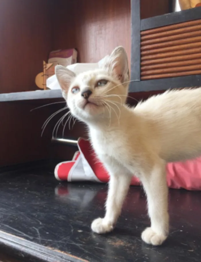 Gato ra a SRD-ViraLata idade 2 a 6 meses nome Neve