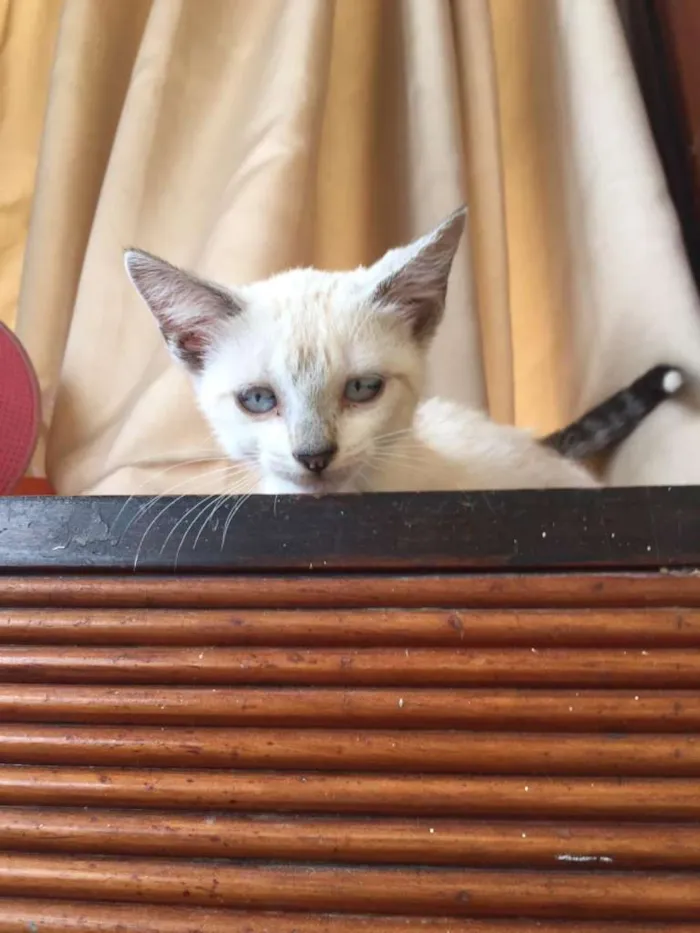 Gato ra a SRD-ViraLata idade 2 a 6 meses nome Neve