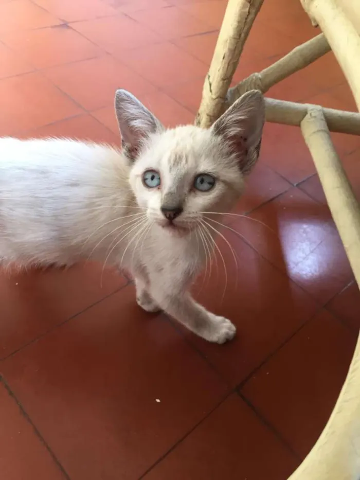 Gato ra a SRD-ViraLata idade 2 a 6 meses nome Neve