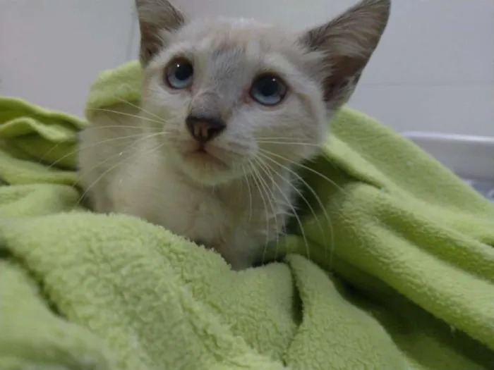 Gato ra a SRD-ViraLata idade 2 a 6 meses nome Neve