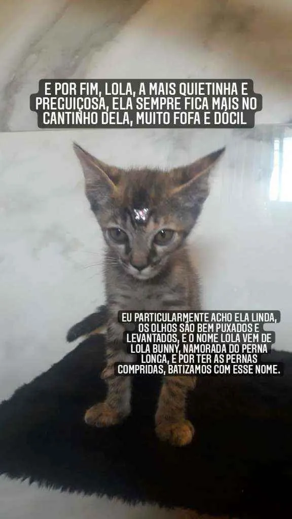 Gato ra a Vira-latas idade Abaixo de 2 meses nome Na descrição 