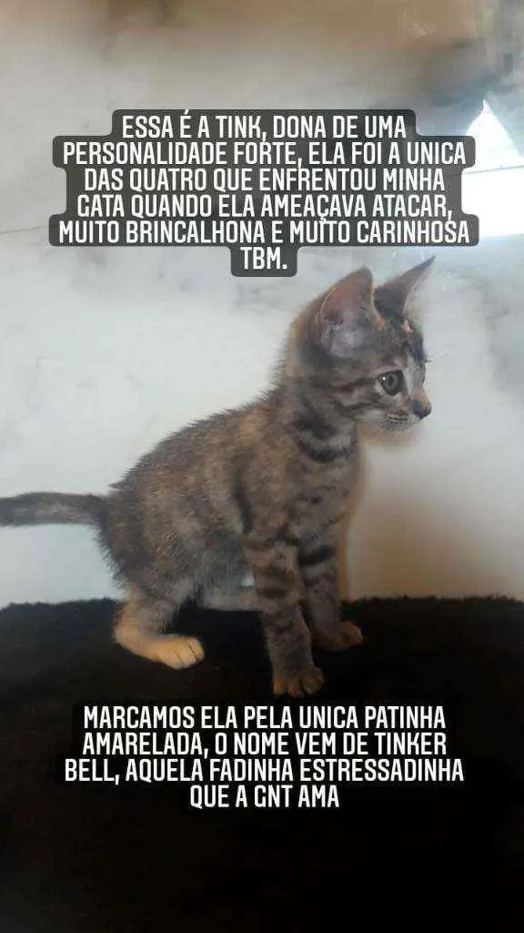 Gato ra a Vira-latas idade Abaixo de 2 meses nome Na descrição 