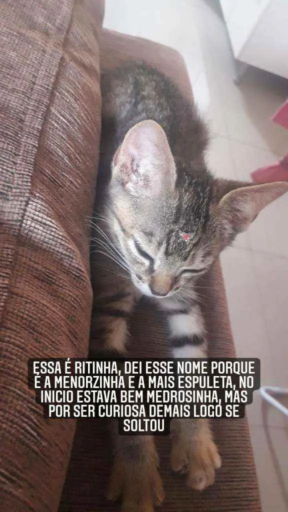Gato ra a Vira-latas idade Abaixo de 2 meses nome Na descrição 