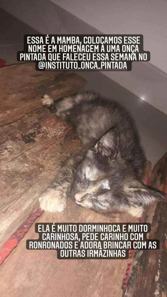 Gato ra a Vira-latas idade Abaixo de 2 meses nome Na descrição 