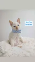 Merlin