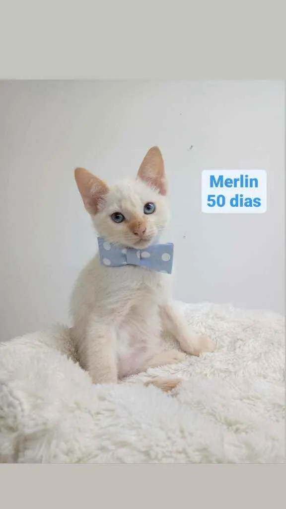 Gato ra a Srd idade Abaixo de 2 meses nome Merlin