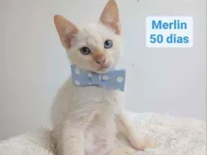 Gato raça Srd idade Abaixo de 2 meses nome Merlin