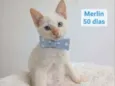 Merlin