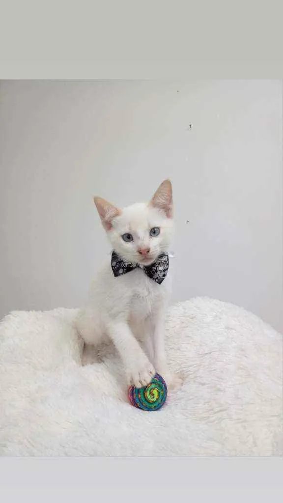 Gato ra a Srd idade Abaixo de 2 meses nome Dexter