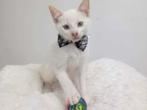 Gato raça Srd idade Abaixo de 2 meses nome Dexter