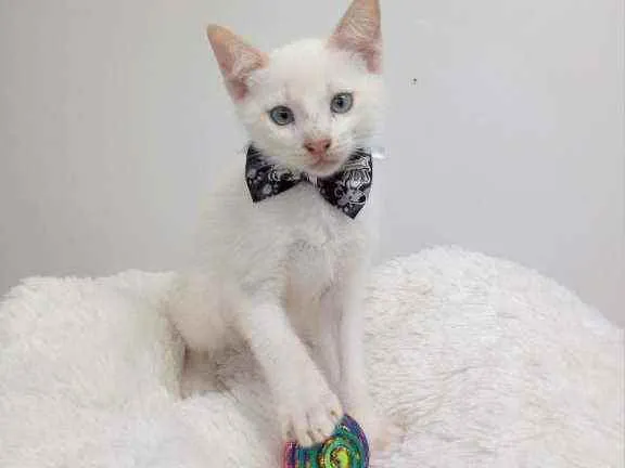 Gato ra a Srd idade Abaixo de 2 meses nome Dexter