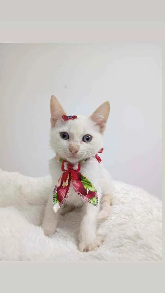 Gato raça Srd idade Abaixo de 2 meses nome Rubi