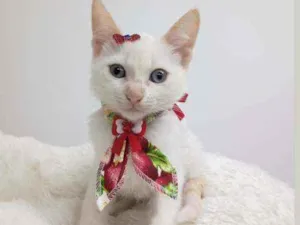 Gato raça Srd idade Abaixo de 2 meses nome Rubi