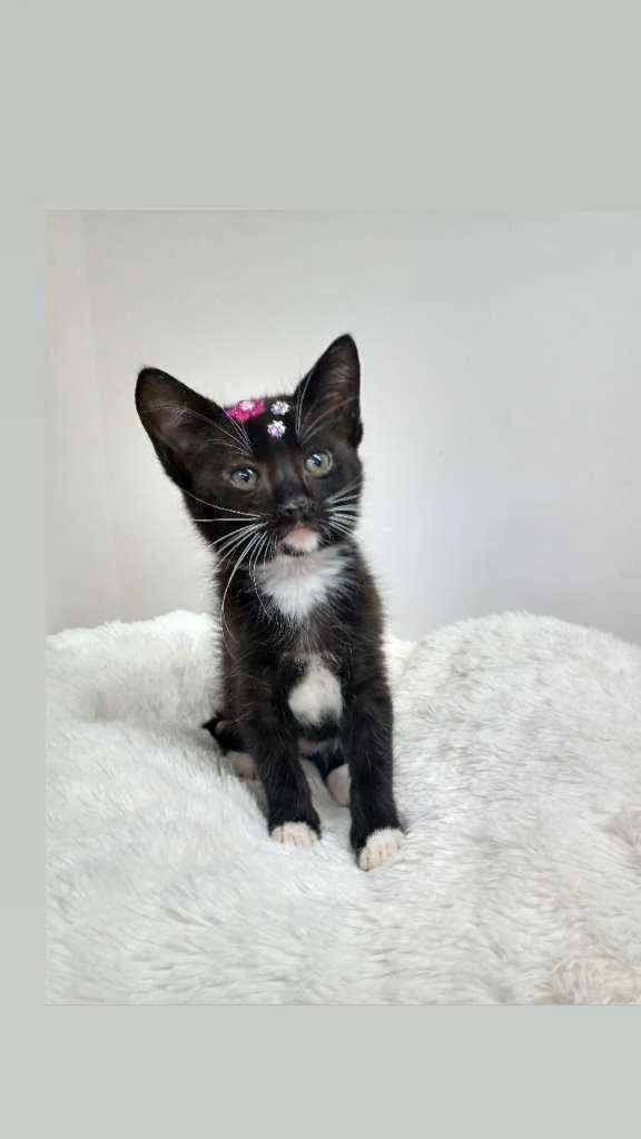 Gato raça Srd idade Abaixo de 2 meses nome Any