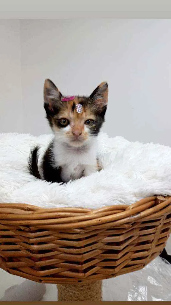 Gato ra a Srd idade Abaixo de 2 meses nome Pandora e Any