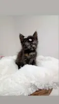 Pandora e Any