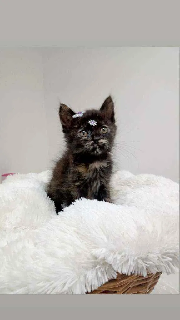 Gato ra a Srd idade Abaixo de 2 meses nome Pandora e Any