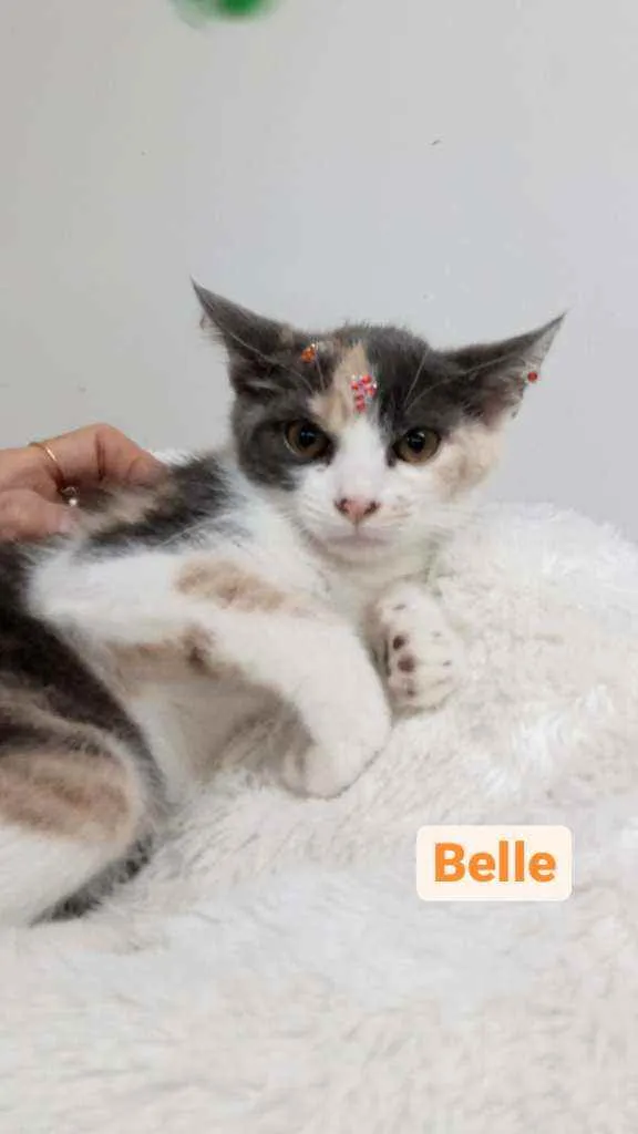 Gato raça Tricolor peluda  idade Abaixo de 2 meses nome Belle