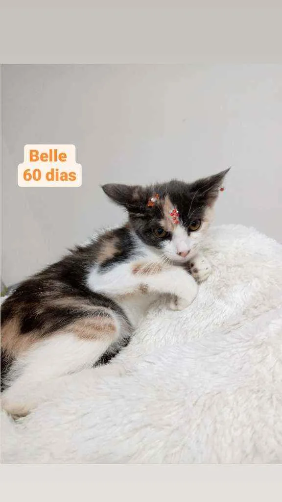 Gato raça Tricolor peluda  idade Abaixo de 2 meses nome Belle