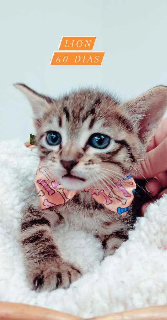 Gato ra a Srd idade Abaixo de 2 meses nome Lion