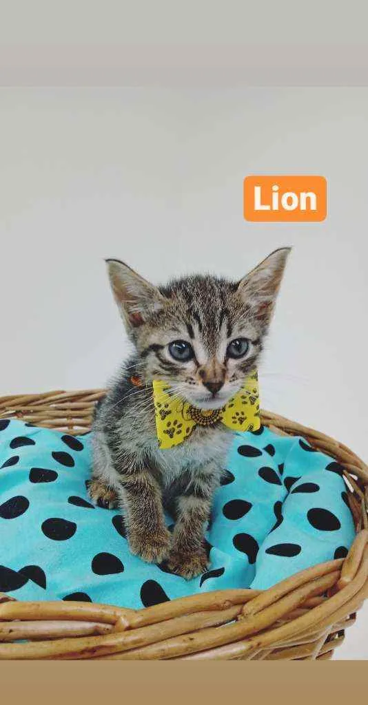 Gato ra a Srd idade Abaixo de 2 meses nome Lion