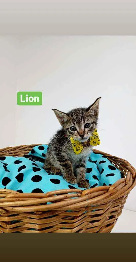 Gato ra a Srd idade Abaixo de 2 meses nome Lion