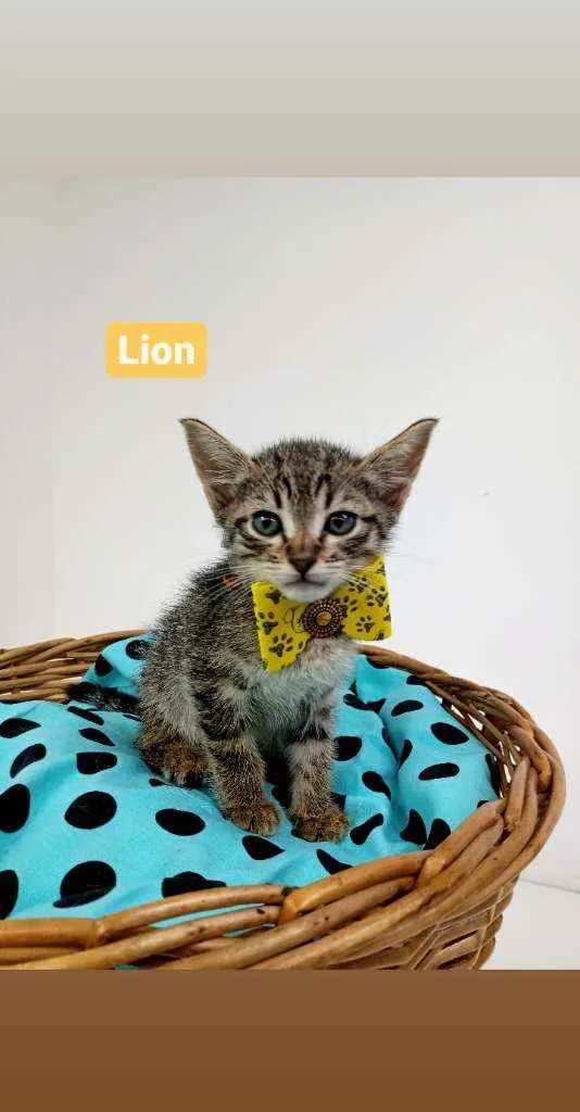 Gato ra a Srd idade Abaixo de 2 meses nome Lion
