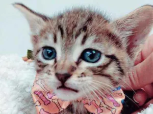 Gato raça Srd idade Abaixo de 2 meses nome Lion