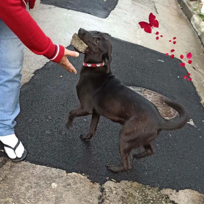 Cachorro ra a SRD idade 7 a 11 meses nome saddan
