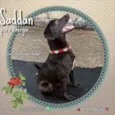 saddan