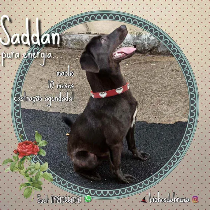 Cachorro ra a SRD idade 7 a 11 meses nome saddan