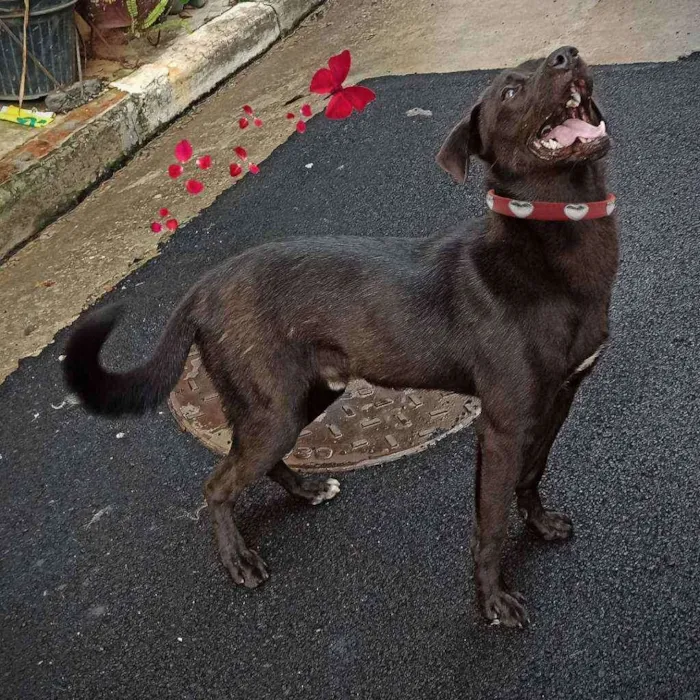Cachorro ra a SRD idade 7 a 11 meses nome saddan