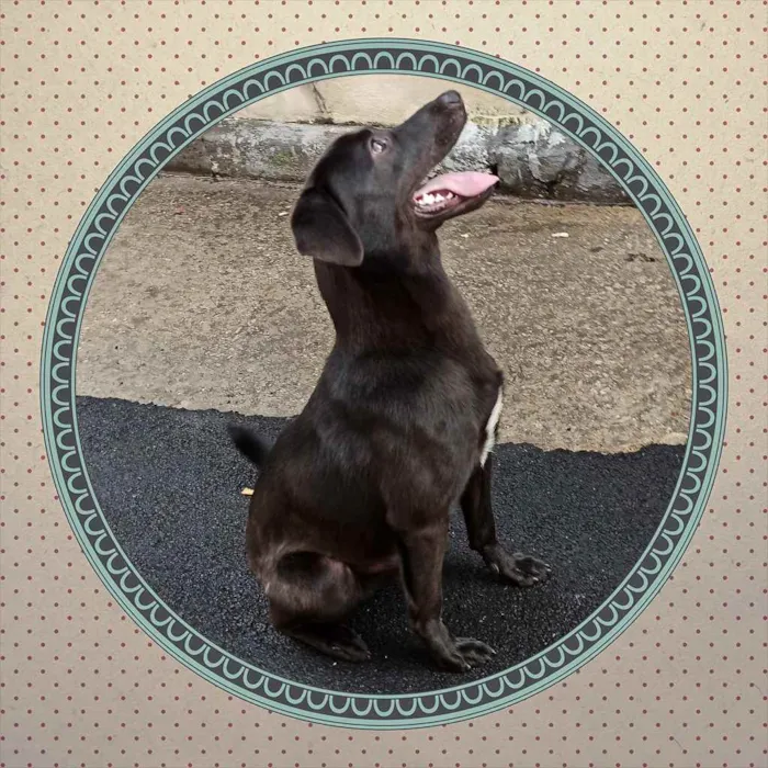 Cachorro ra a SRD idade 7 a 11 meses nome saddan