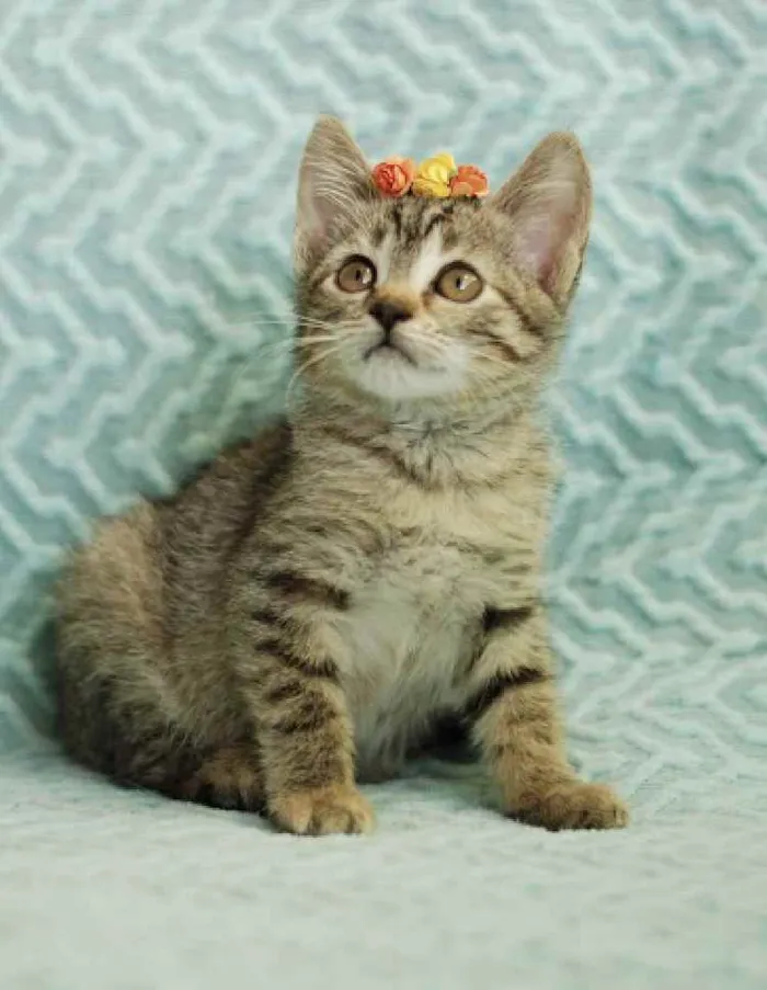 Gato ra a Srd idade Abaixo de 2 meses nome Frida