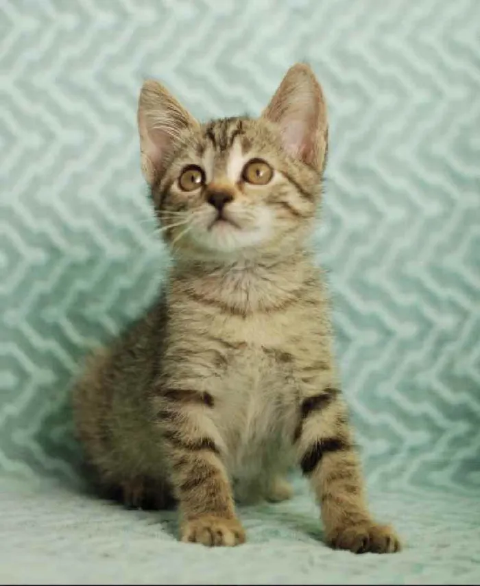 Gato ra a Srd idade Abaixo de 2 meses nome Frida