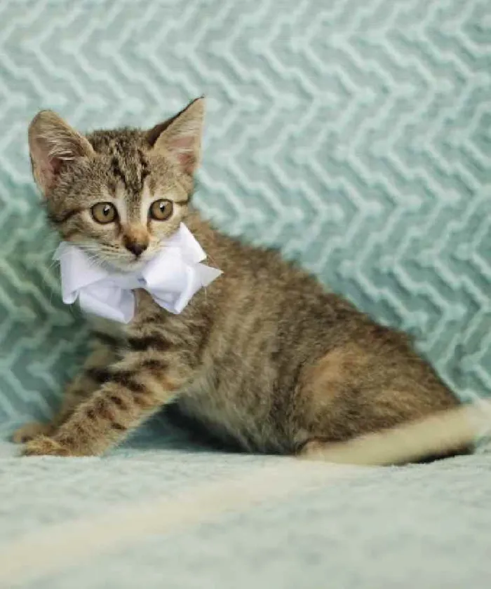 Gato ra a Srd idade Abaixo de 2 meses nome Frida