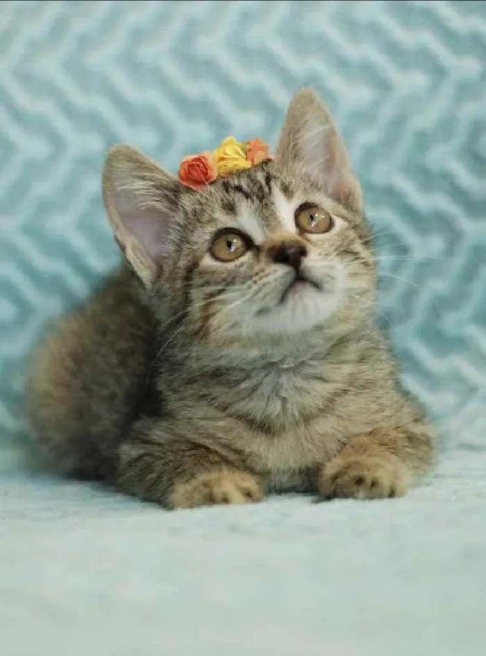 Gato ra a Srd idade Abaixo de 2 meses nome Frida