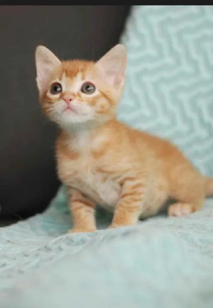 Gato ra a Srd idade 2 a 6 meses nome LILA